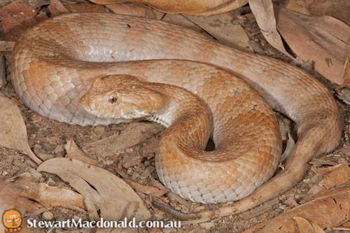 north-eastern death adder (Acanthophis praelongus)