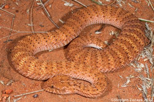 desert death adder (Acanthophis pyrrhus)
