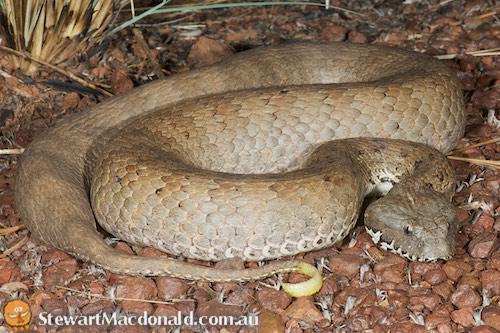 Top End death adder (Acanthophis rugosus)