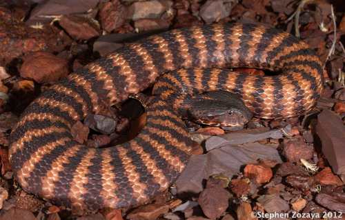 Pilbara death adder (Acanthophis wellsi)