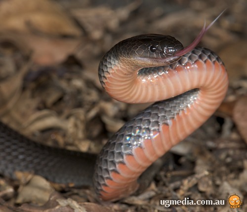 eastern small-eyed snake (Cryptophis nigrescens)
