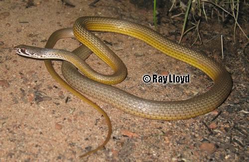 narrow-headed whipsnake (Demansia angusticeps)