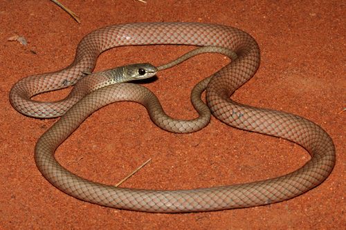black-necked whipsnake (Demansia calodera)