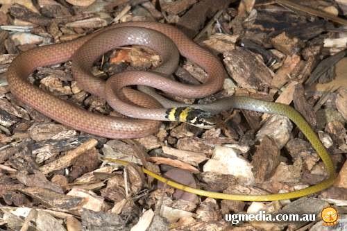 Carpentarian whipsnake (Demansia flagellatio)
