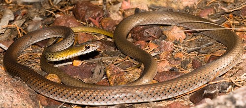 olive whipsnake (Demansia olivacea)
