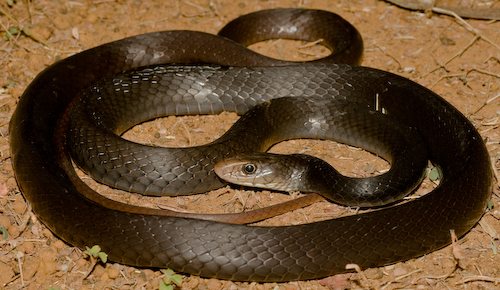 greater black whipsnake (Demansia papuensis)