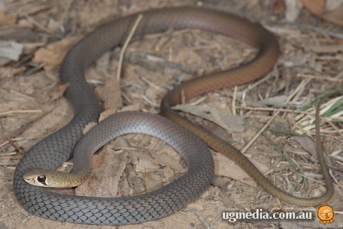 yellow-faced whipsnake (Demansia psammophis)