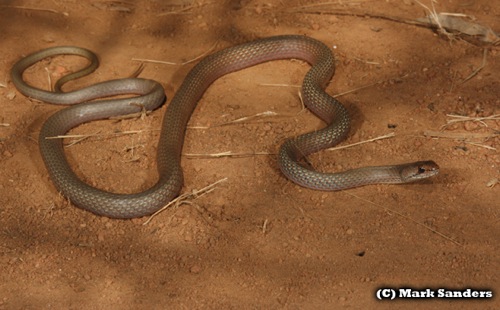 sombre whipsnake (Demansia quaesitor)