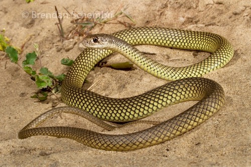 reticulated whipsnake (Demansia reticulata)