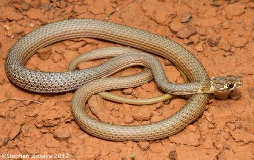 crack-dwelling whipsnake (Demansia rimicola)