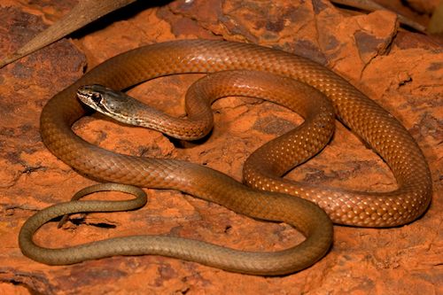 rufous whipsnake (Demansia rufescens)