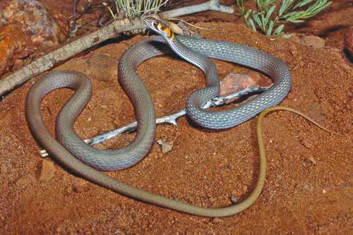 Shine's whipsnake (Demansia shinei)