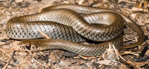 grey whipsnake (Demansia simplex)