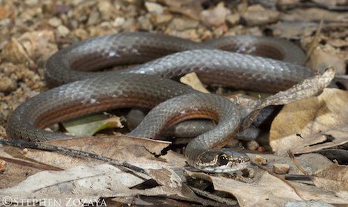collared whipsnake (Demansia torquata)