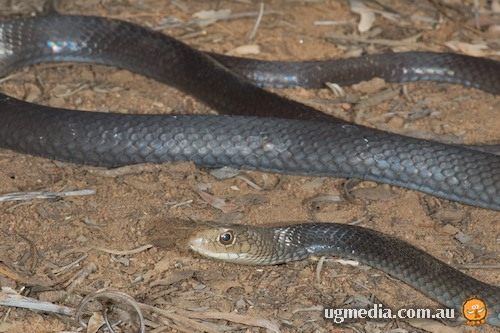 lesser black whipsnake (Demansia vestigiata)