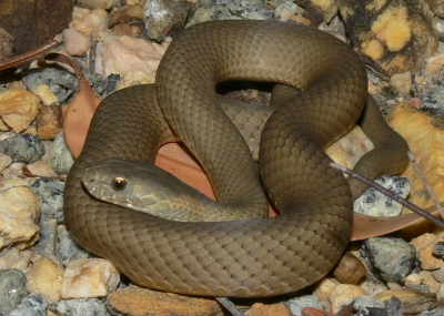 bardick (Echiopsis curta)