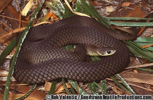 short-nosed snake (Elapognathus minor)