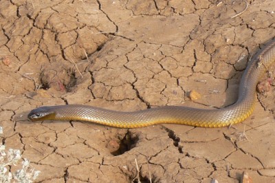 inland taipan (Oxyuranus microlepidotus)