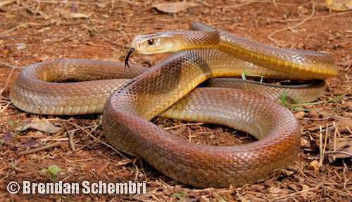coastal taipan (Oxyuranus scutellatus)