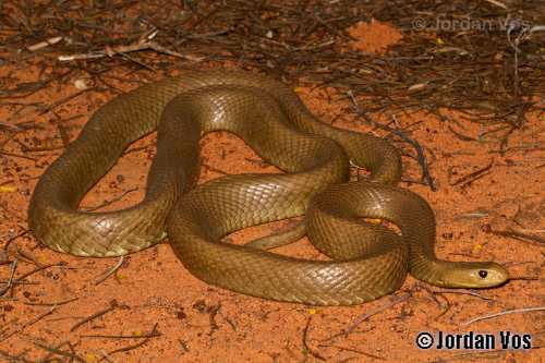 western desert taipan (Oxyuranus temporalis)