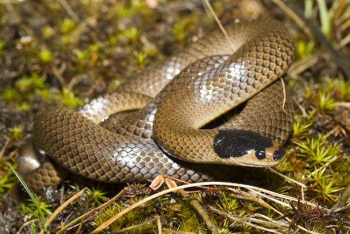 little whip snake (Parasuta flagellum)
