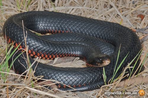 red-bellied black snake (Pseudechis porphyriacus)