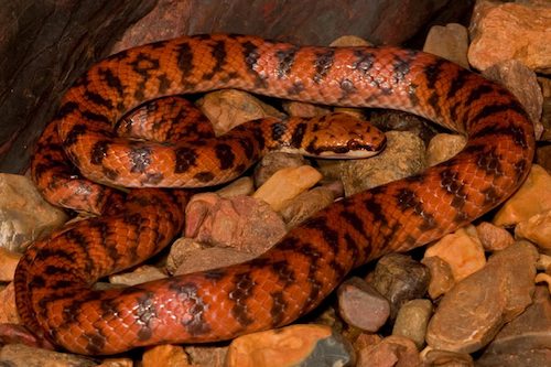 Rosen's snake (Suta fasciata)