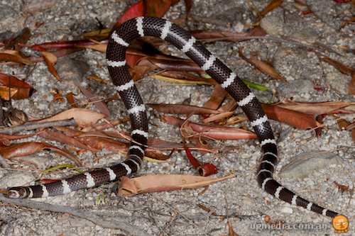 bandy-bandy (Vermicella annulata)
