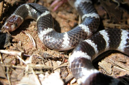 intermediate bandy-bandy (Vermicella intermedia)