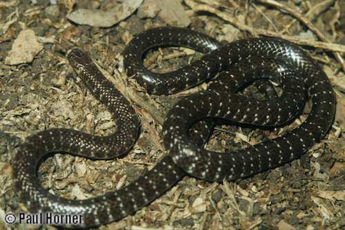 narrow-banded bandy-bandy (Vermicella multifasciata)