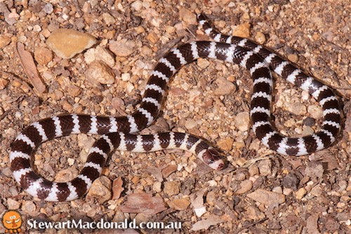 Cape York bandy-bandy (Vermicella parscauda)