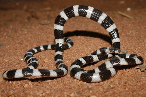 Pilbara bandy-bandy (Vermicella snelli)