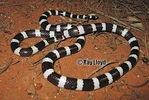 centralian bandy-bandy (Vermicella vermiformis)