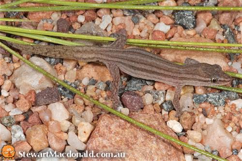 Central Uplands clawless gecko (Crenadactylus horni)