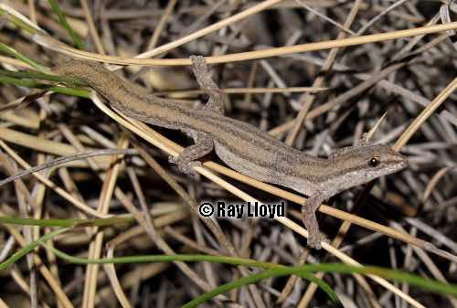 Western clawless gecko (Crenadactylus occidentalis)