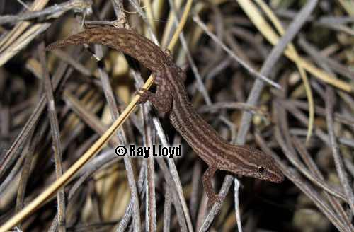 Pilbara clawless gecko (Crenadactylus pilbarensis)
