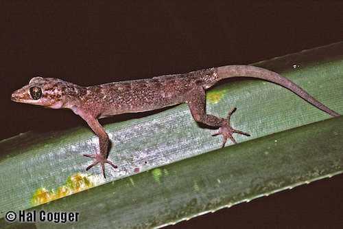 giant gecko (Cyrtodactylus sadleiri)