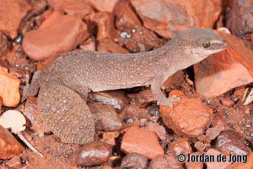 western fat-tailed gecko (Diplodactylus bilybara)