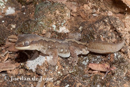 ranges stone gecko (Diplodactylus furcosus)