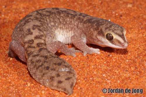 Desert fat-tailed gecko (Diplodactylus laevis)