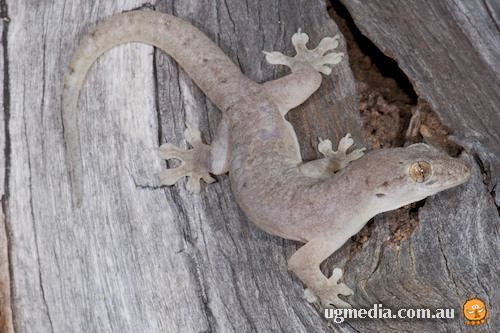 northern dtella (Gehyra australis)