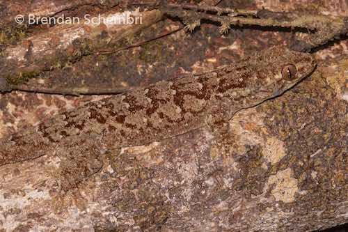 short-tailed dtella (Gehyra baliola)