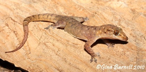 Borroloola dtella (Gehyra borroloola)