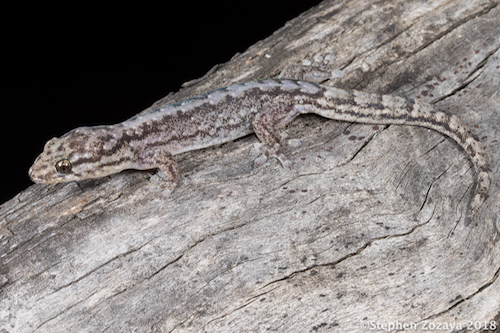 chain-backed dtella (Gehyra catenata)