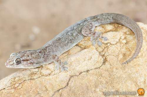 dubious dtella (Gehyra dubia)