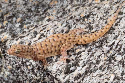 Einasleigh rock dtella (Gehyra einasleighensis)