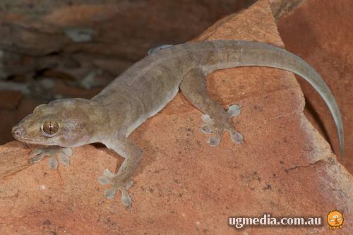 King's dtella (Gehyra koira)