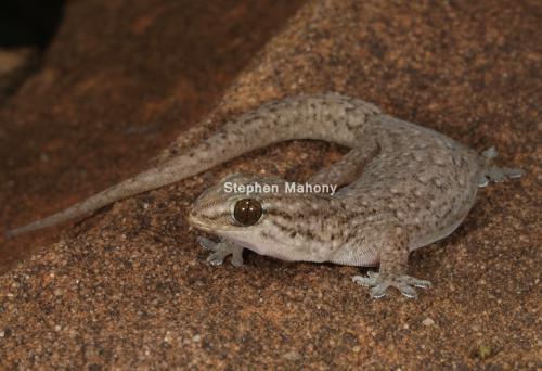 southern rock dtella (Gehyra lazelli)