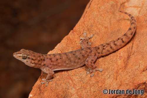 dwarf dtella (Gehyra minuta)