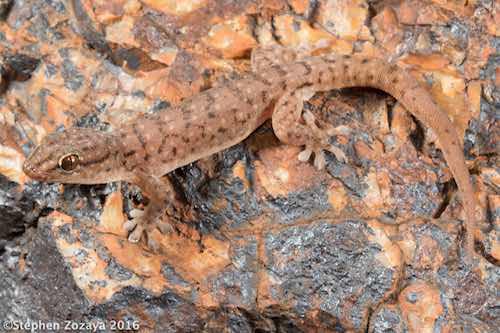 centralian dtella (Gehyra montium)